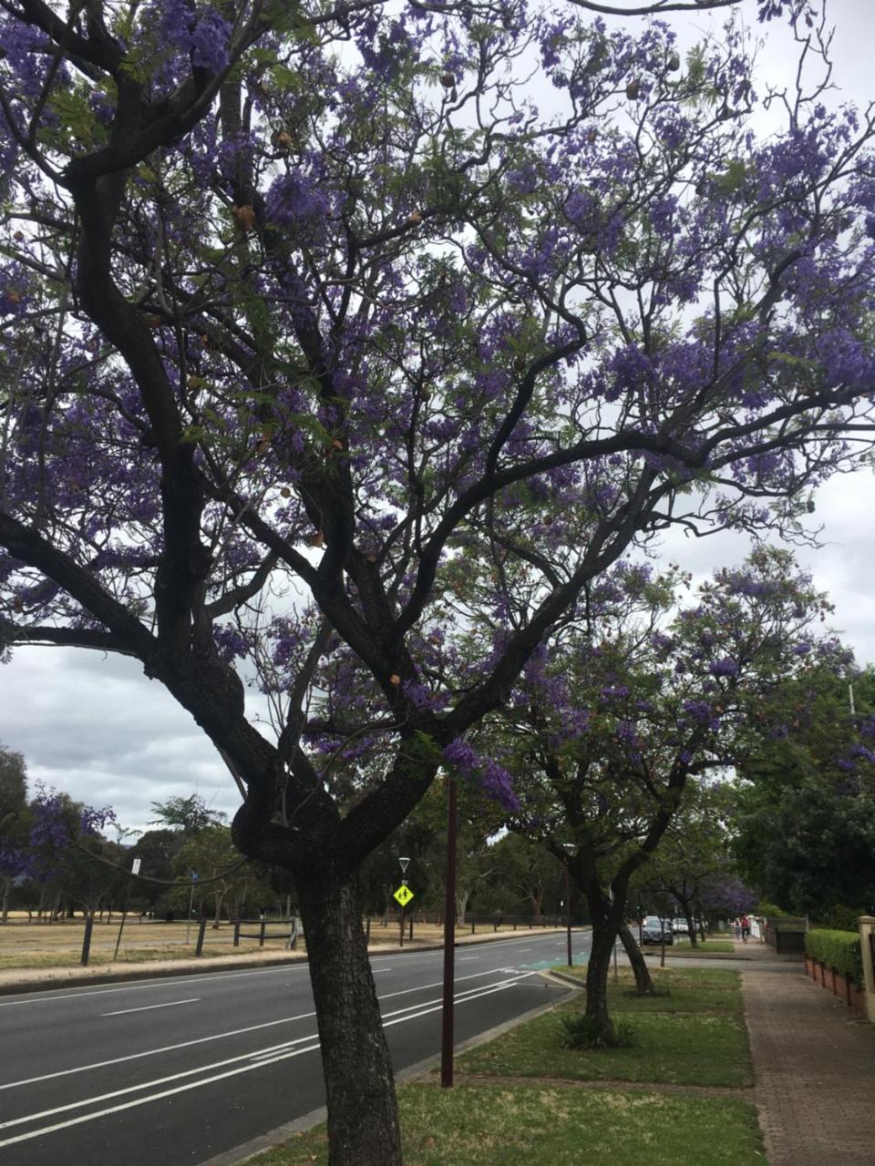 Adelaide Style Accommodation-Close To City-North Adelaide-3 Bdrm- Free Parking Экстерьер фото